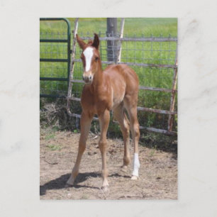 Adorable Filly Postkarte