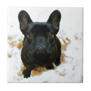 Adorable Französisch Bulldog Welpe! Fliese