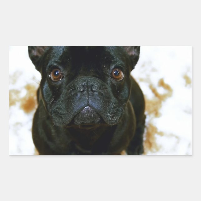 Adorable Französisch Bulldog Welpe! Rechteckiger Aufkleber (Vorderseite)