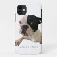 Adorable French Bulldog Chase
