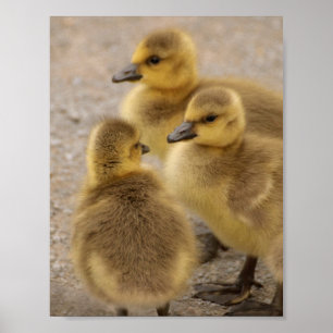 Adorable Fuzzy Baby Geese Goslings Group von 3 Poster
