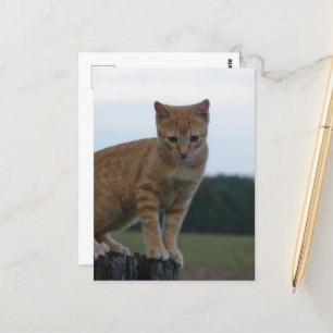Adorable Ginger Kitten in der Country-Fotografie Postkarte
