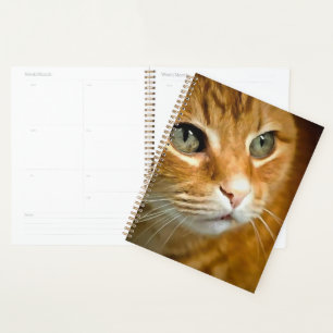 Adorable Ginger Tabby Cat Posing Pet Portrait Planer