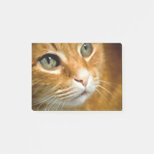Adorable Ginger Tabby Cat Posing Pet Portrait Post-it Klebezettel