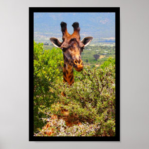 Adorable Giraffe, die seinen Kopf über den Bäumen Poster