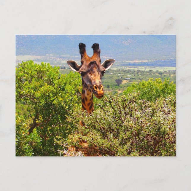 Adorable Giraffe, die seinen Kopf über den Bäumen  Postkarte (Vorderseite)