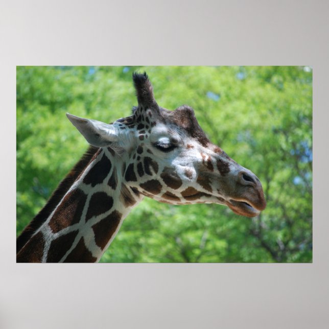 Adorable Giraffe Poster (Vorne)
