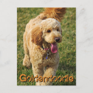 Adorable Goldendoodle Dog Postkarte