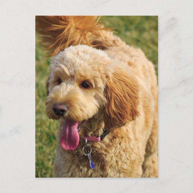 Adorable Goldendoodle Dog Postkarte (Vorderseite)