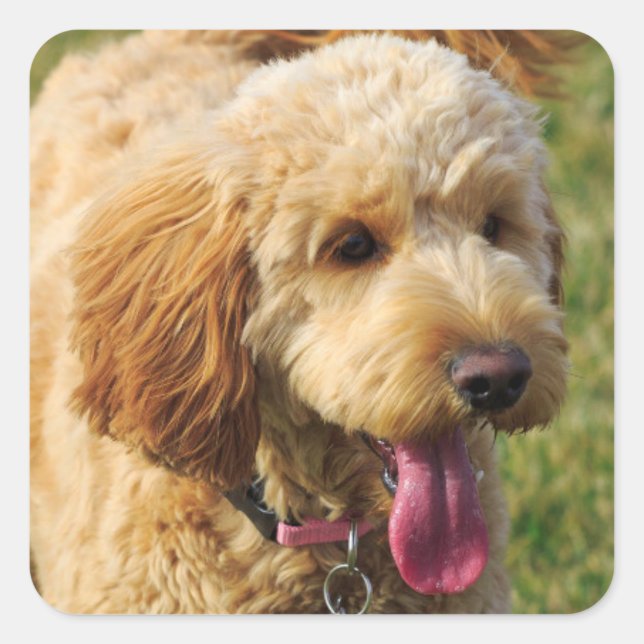 Adorable Goldendoodle Dog Quadratischer Aufkleber (Vorderseite)