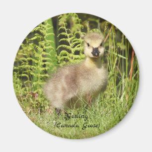 Adorable Gosling (Kanadengas) Baby Magnet