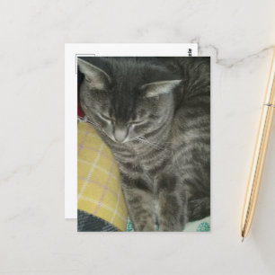 Adorable Gray Sleepy Tabby Kitty Postkarte