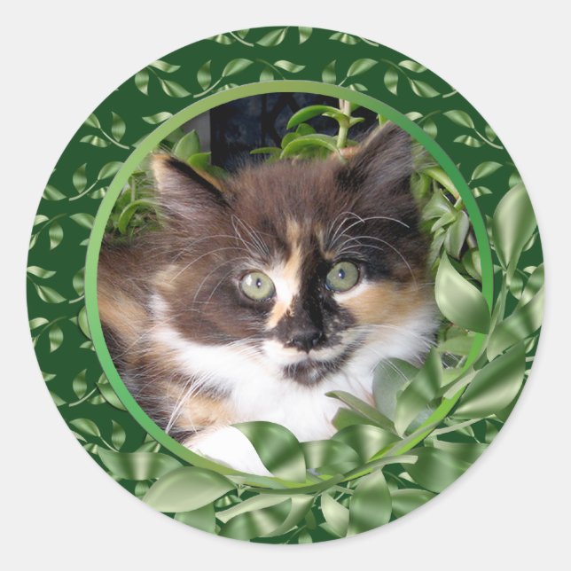 Adorable Green Mit Augen Calico Kitten Runder Aufkleber (Vorderseite)