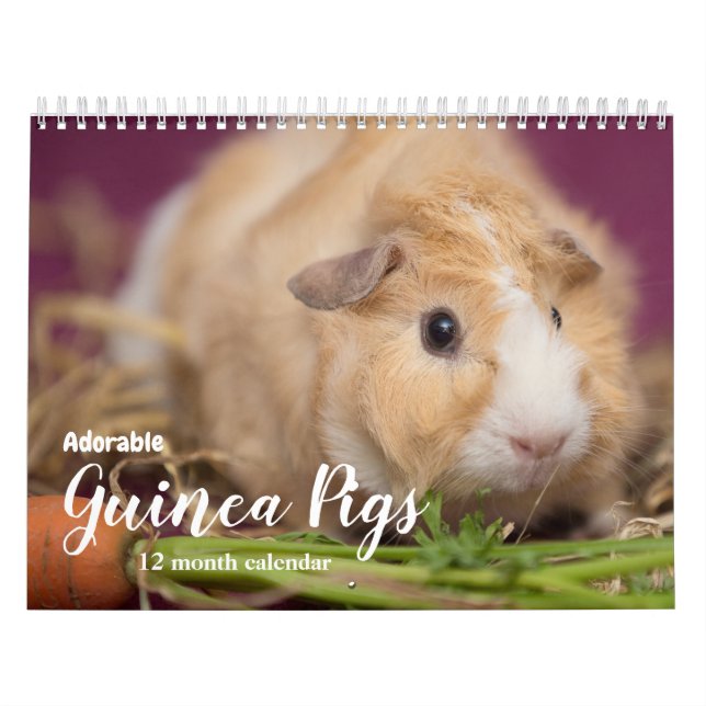 Adorable Guinea Schweine 2026 Kalender (Titelbild)
