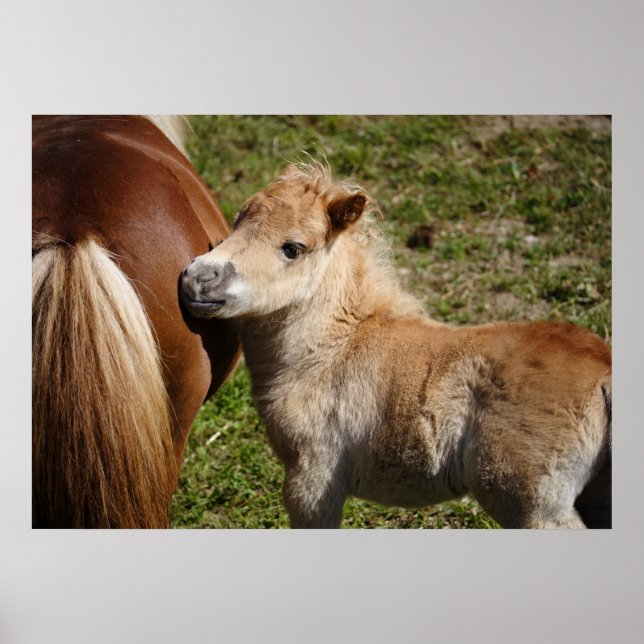 Adorable Haflinger Foal Poster (Vorne)