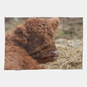 Adorable Hochlandkuhkalb in Hay Geschirrtuch