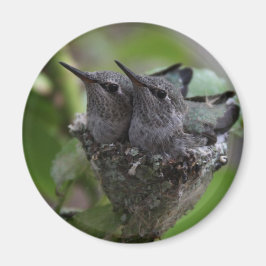 Adorable Hummingbirds Fotografie Magnet