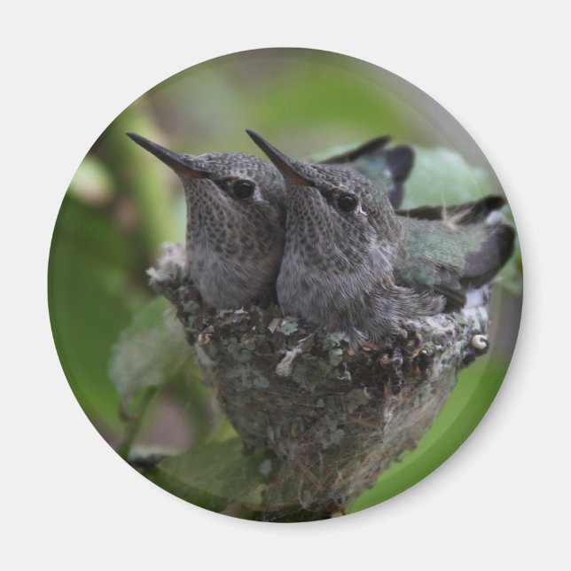 Adorable Hummingbirds Fotografie Magnet (Vorne)