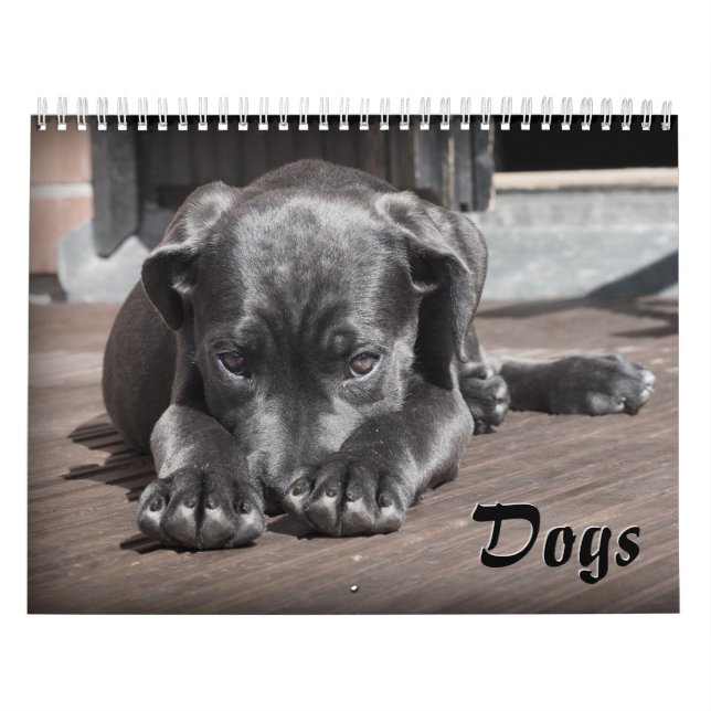 Adorable Hunde Kalender (Titelbild)
