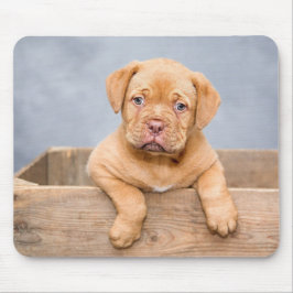 Adorable Hunde Liebe Foto Mousepad