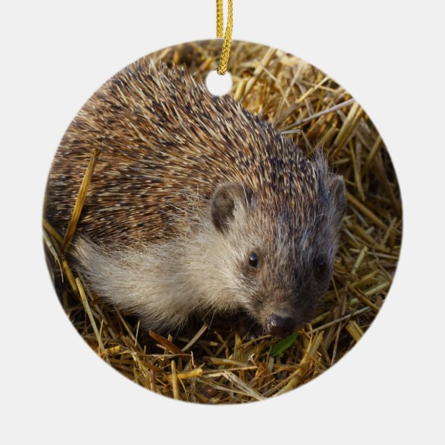 Adorable Igel in einem stabilen Feld Keramik Ornament (Vorne)