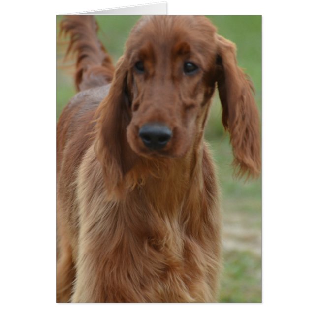 Adorable Irish Setter (Vorne)