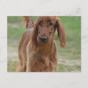 Adorable Irish Setter Postkarte