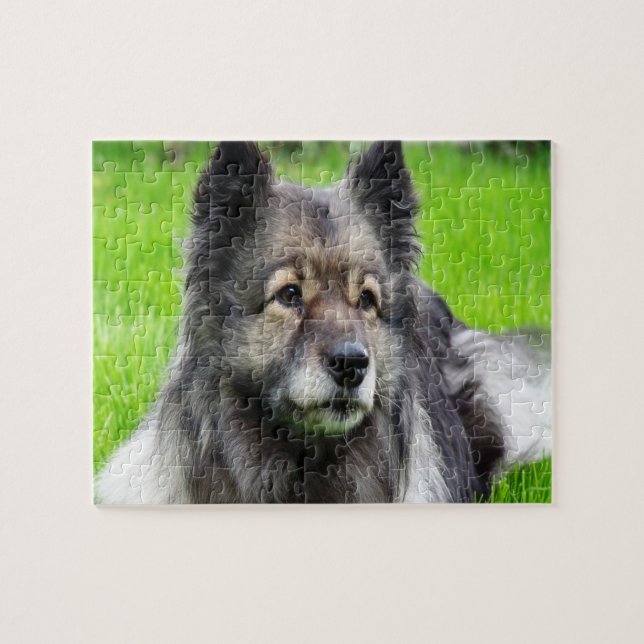 Adorable Keeshond Puzzle (Horizontal)