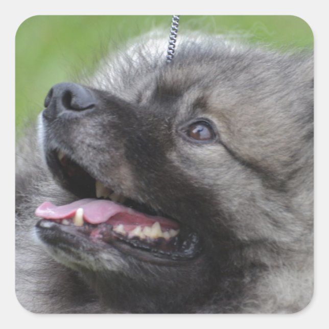 Adorable Keeshond Quadratischer Aufkleber (Vorderseite)