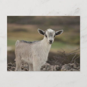Adorable Kid Goat Postkarte