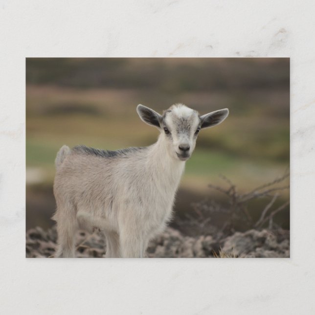 Adorable Kid Goat Postkarte (Vorderseite)
