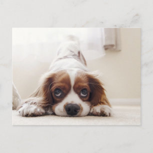 Adorable King Charles Cavalier Spaniel Postcard Postkarte