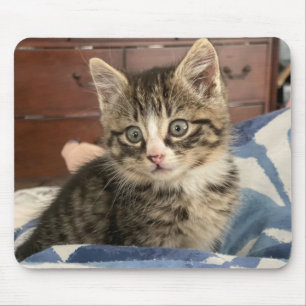 Adorable Kitten Foto oder laden Sie Ihre eigenen h Mousepad