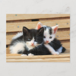 Adorable Kitten Friends Postkarte