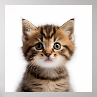 Adorable Kitten Poster