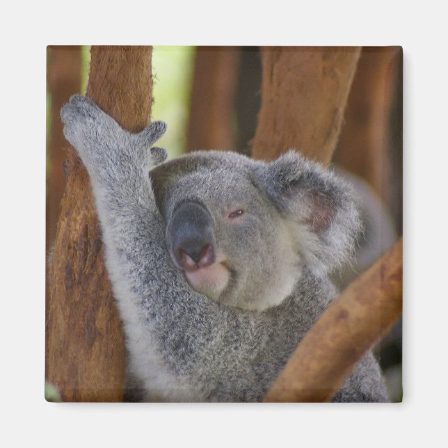 Adorable Koala Bear Magnet (Vorne)