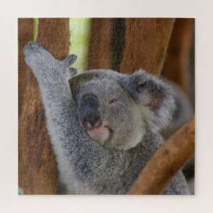 Adorable Koala Bear Puzzle