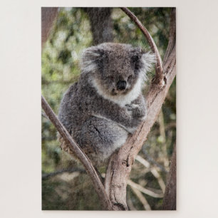 Adorable koala in tree puzzle