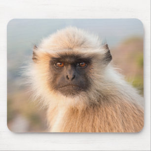 Adorable Langurs Presbytis Entellus Mousepad