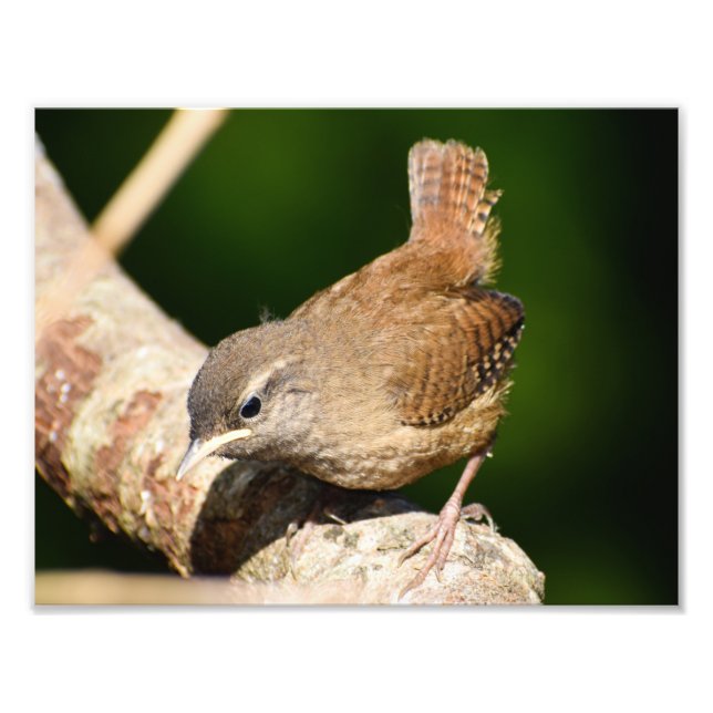 Adorable Little Wren Fotodruck (Vorne)