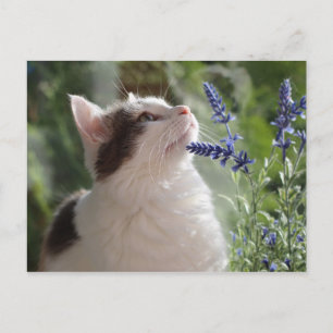 Adorable Love Tabby Kitten im Garten Postkarte