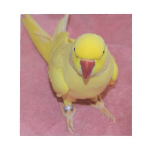 Adorable Lutino Indian Ringneck auf rosa Notizblock