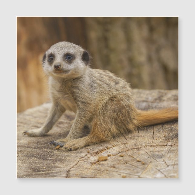 Adorable Meerkat Baby Magnetkarte (Vorderseite)