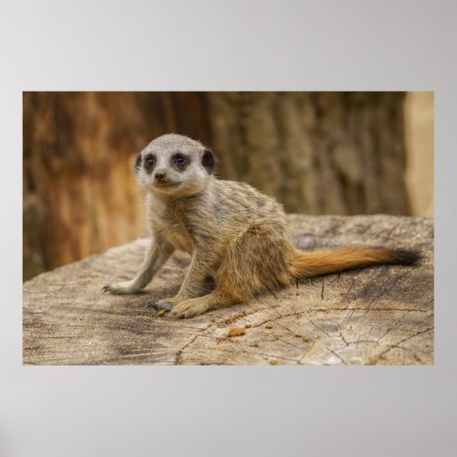 Adorable Meerkat Baby Poster (Vorne)