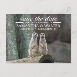 Adorable Meerkats Save the Date Ankündigungspostkarte