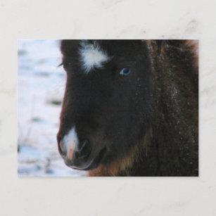 Adorable Mini Horse Fill Postkarte