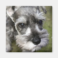 Adorable Miniature Schnauzer Welpenmagazin