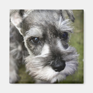 Adorable Miniature Schnauzer Welpenmagazin Magnet