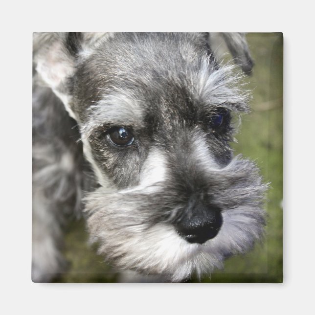 Adorable Miniature Schnauzer Welpenmagazin Magnet (Vorne)