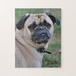 Adorable Mops Foto Puzzle